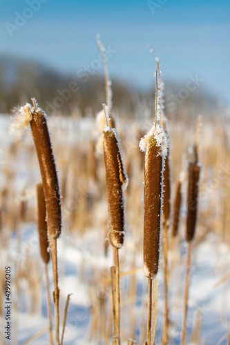 Reed mace in the rays of the morning sun.