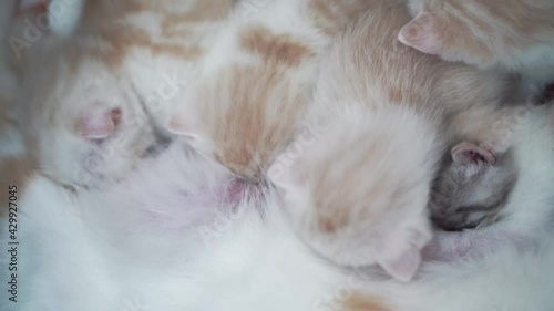 Cat nursing her little Scottich fold kittens, close up photo