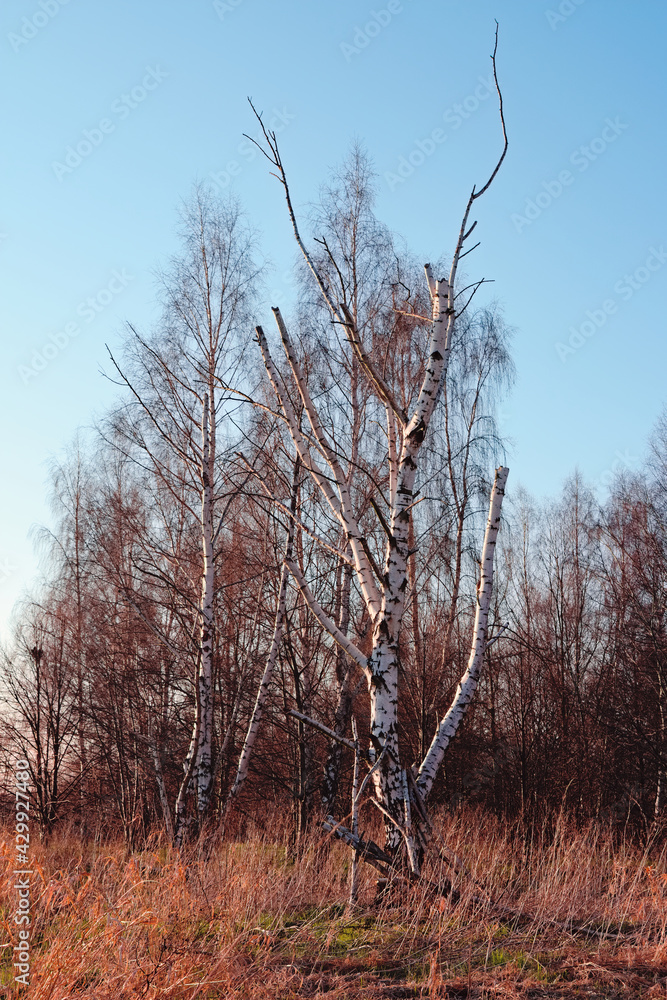 Fototapeta premium trees in the forest