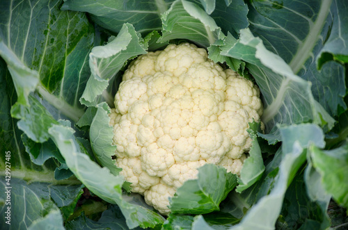 Closed up fresh organic cauliflower vegetable in the farm ready for harvested