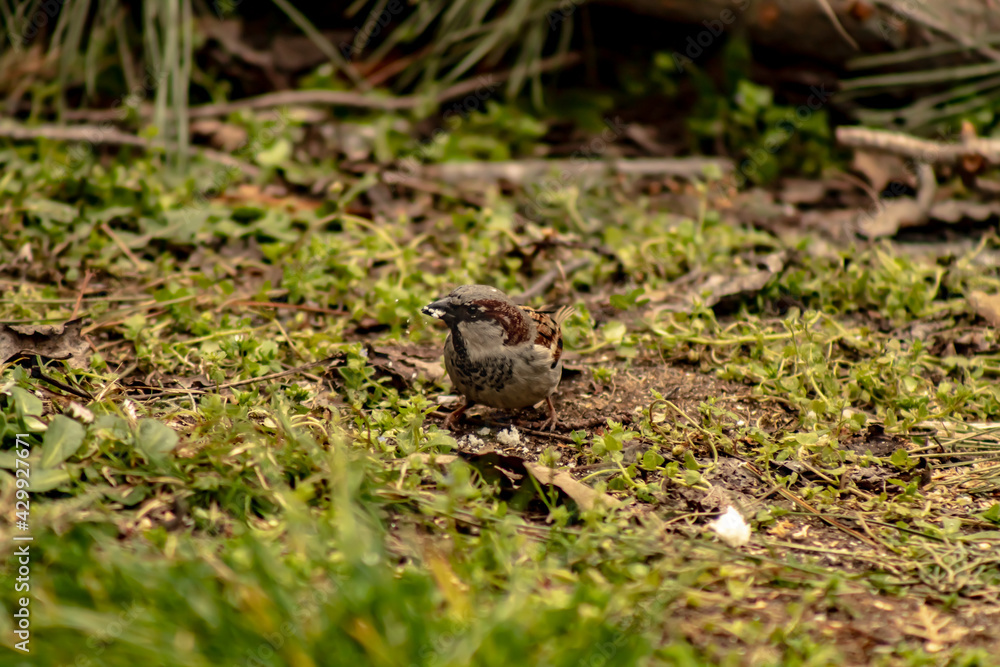 Obraz premium common sparrow with a piece of bread in its beak_
