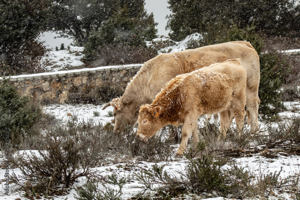 cow eating grass with her calf in the snow during a snowstorm in the middle of winter cow eating grass with her calf in the snow during a snowstorm in the middle of winter