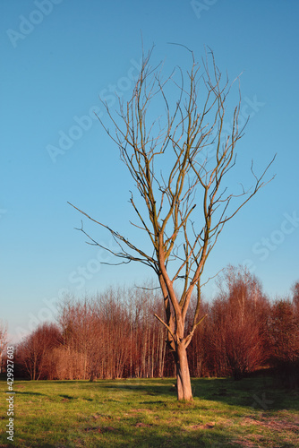Fototapeta Naklejka Na Ścianę i Meble -  tree in autumn