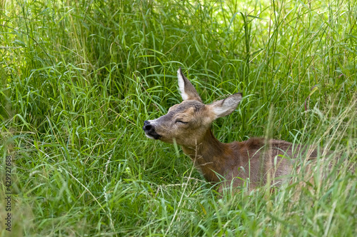 Fototapeta Naklejka Na Ścianę i Meble -  Sarenka wśród zielonych traw.	
