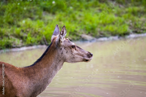 Fototapeta Naklejka Na Ścianę i Meble -  Głowa portret dużego jelenia na sadzawką