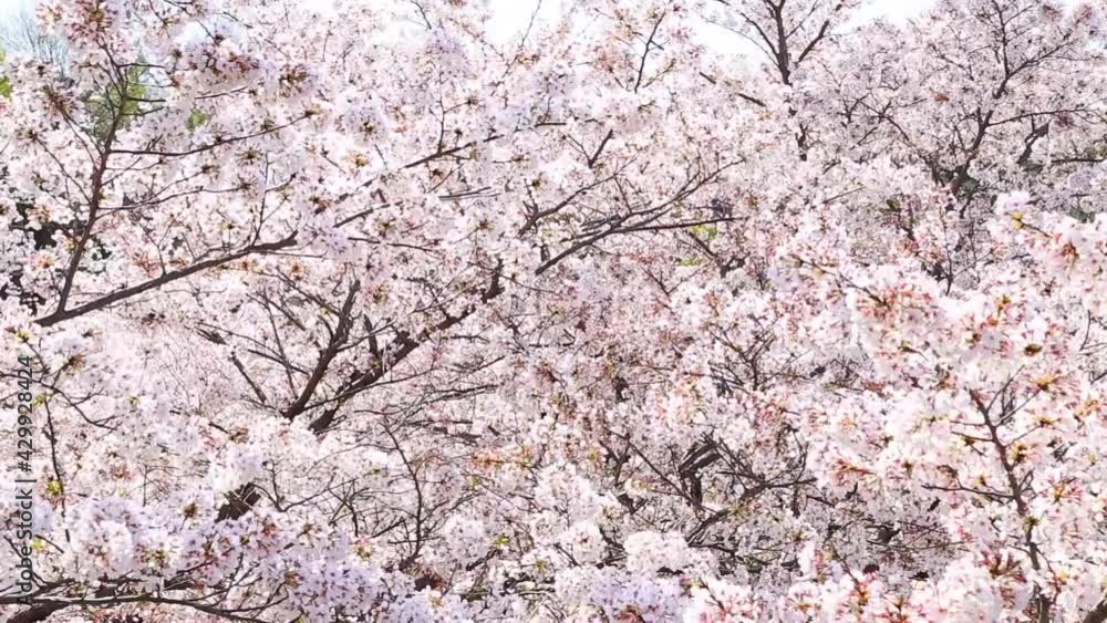 満開の桜 満開の桜