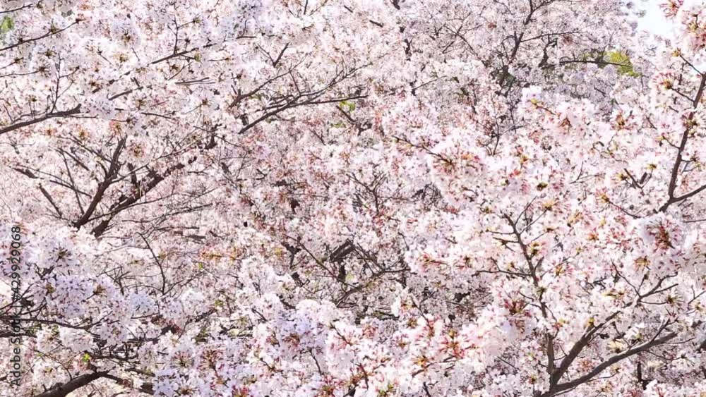 満開の桜 満開の桜