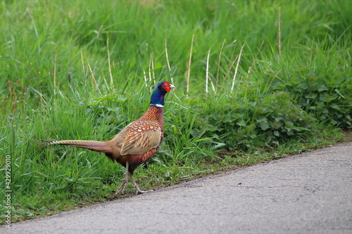 Wallpaper Mural Fasan auf Wanderschaft Torontodigital.ca
