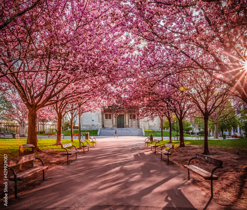 Photography spring in the park with beautiful cherry blossoms