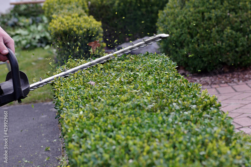 gartenarbeit im frühling. die hecke wird mit einer heckenschere gekürzt photo