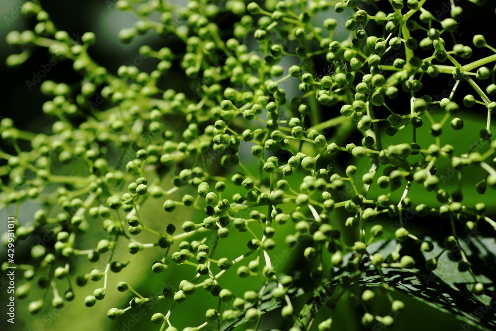 grüne Knospen grüne Knospen