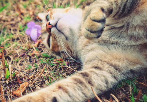 close up selfie’s portrait of a cat