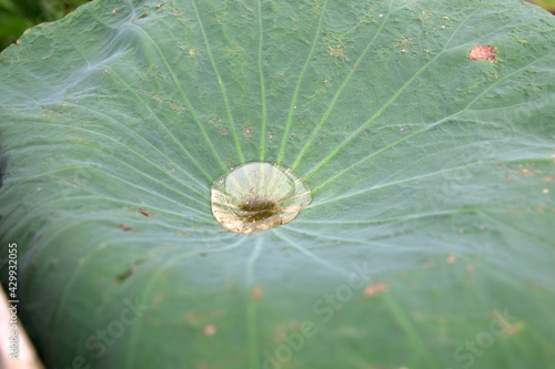 water droplets on a lotus leaf after rain
