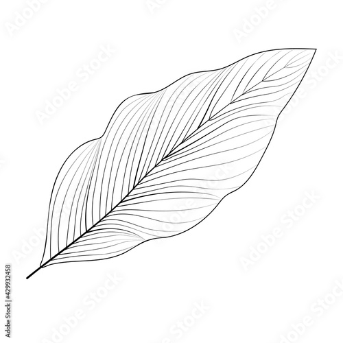 Grey leaves for decorative design. White background  isolated. Decorative element.