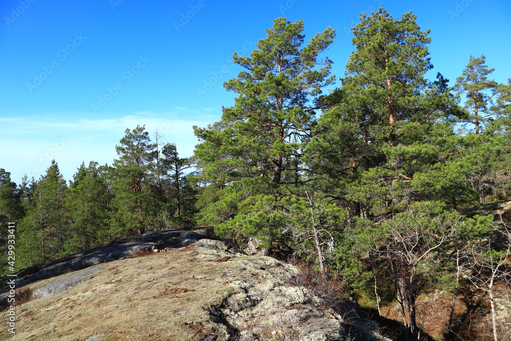 Part of a Swedish forest a sunny spring day. Nice weather and climate outside. Plenty of trees, trunks and bushes. Stockholm, Sweden, Europe. Part of a Swedish forest a sunny spring day. Nice weather and climate outside. Plenty of trees, trunks and bushes. Stockholm, Sweden, Europe.