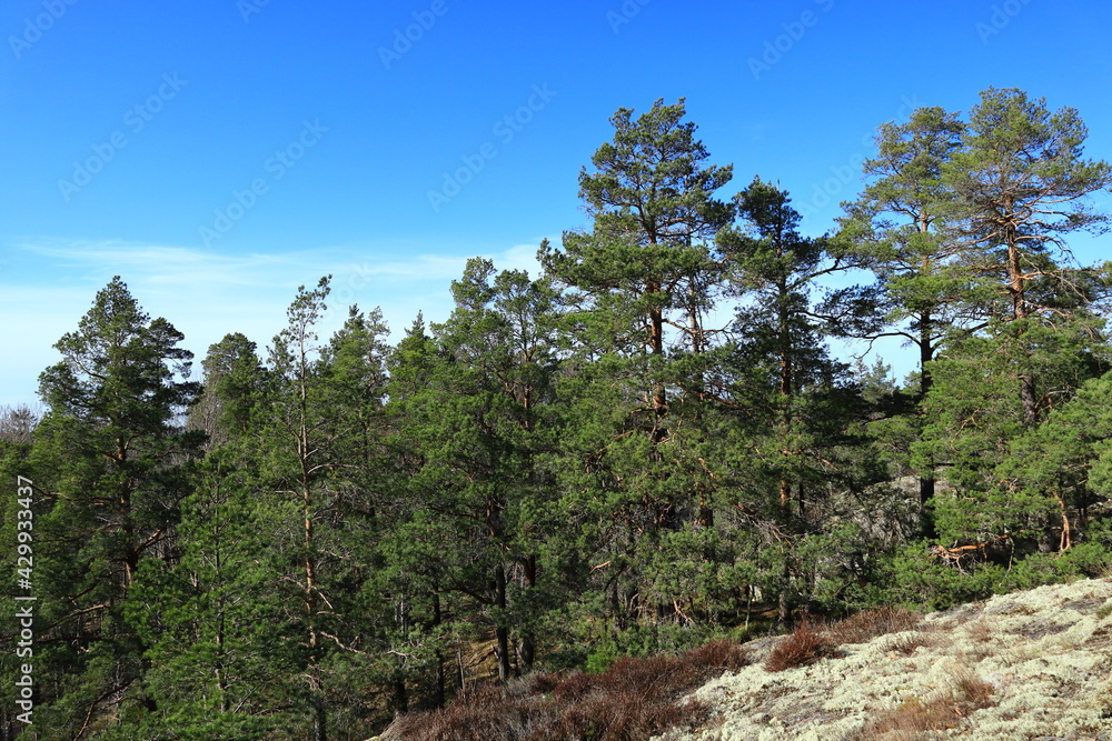 Part of a Swedish forest a sunny spring day. Nice weather and climate outside. Plenty of trees, trunks and bushes. Stockholm, Sweden, Europe. Part of a Swedish forest a sunny spring day. Nice weather and climate outside. Plenty of trees, trunks and bushes. Stockholm, Sweden, Europe.