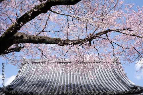 桜と瓦屋根