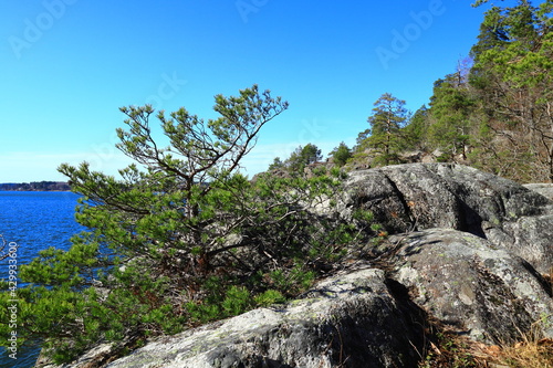 A small fir tree with a nice lake in the background. Cliffs and trees a sunny spring day. Clear blue sky outside. Mälaren, Stockholm, Sweden, Europe.