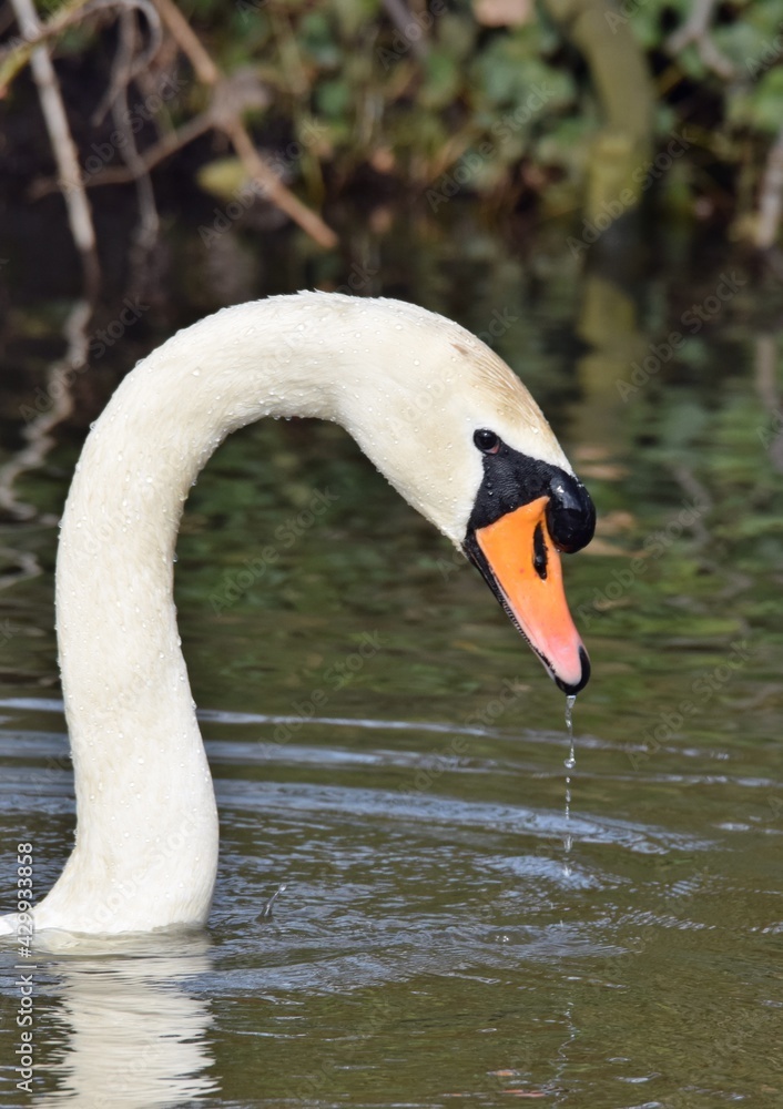 Fototapeta premium Gründelnder Schwan auf einem See