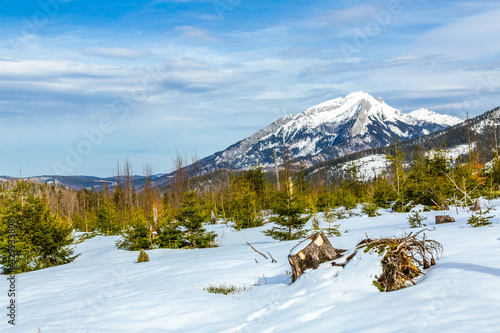 Regrowing forest after major storm damage. Tourist route to Rusinowa glade, Tatra  Mountains, Poland
