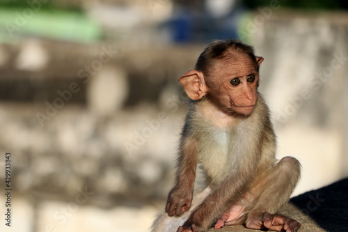 Cutest baby monkey © Pacific Travellers