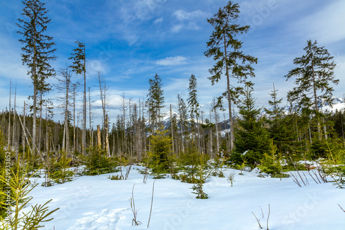Regrowing forest after major storm damage. Tourist route to Rusinowa glade, Tatra  Mountains, Poland