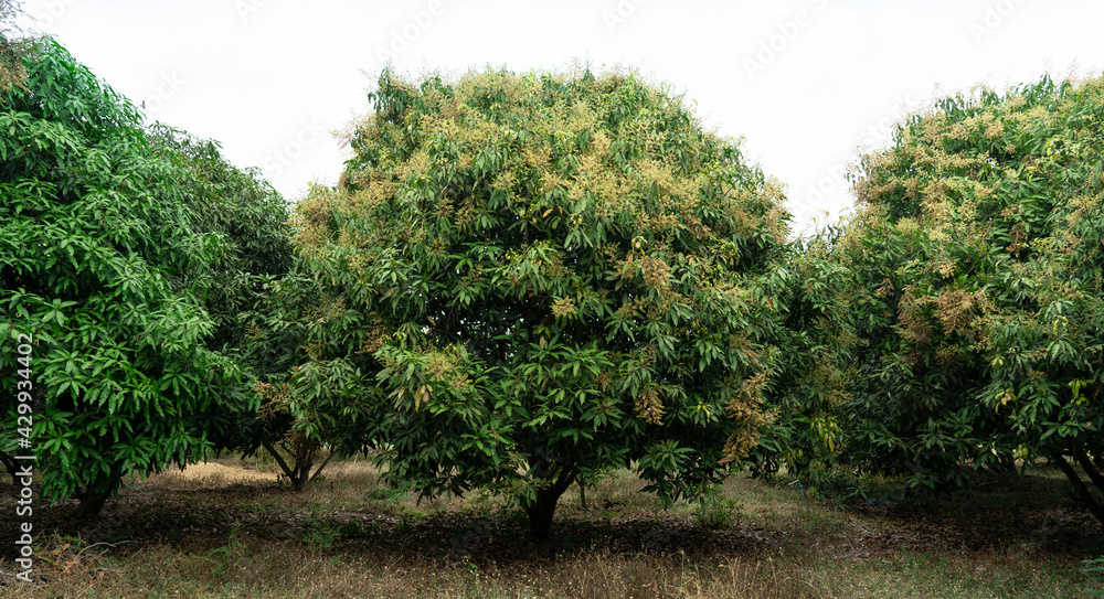 Mango trees and mango orchards that are blooming in the harvest season. Mango trees and mango orchards that are blooming in the harvest season.