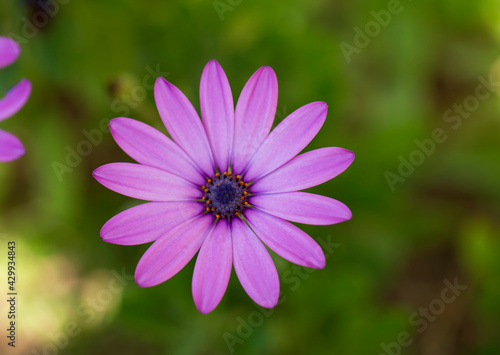 Close up Osteospermum violet African daisy flower at a garden center. Purple wild flower with focus on pollen with shallow depth of field. dark pink chamomile. Floral backdrop with pink flowers