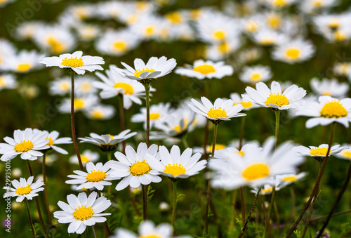 Close-up image of white daisies. Background suitable for spring-themed themes