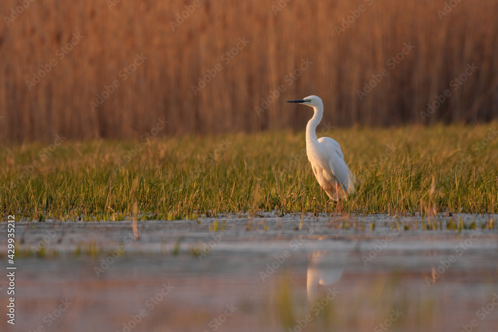 Fototapeta premium The great egret - Ardea alba in the swamp