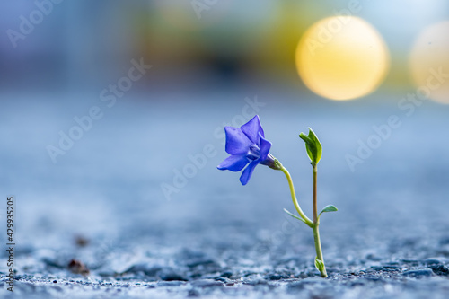 A blue flower grows through cracks in the city asphalt, cars are passing by in the background, close-up, selective focus. Concept: the power of nature, the first city flowers, spring shoots. photo