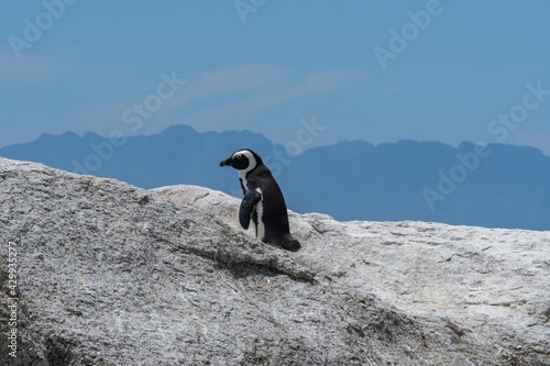 A single Penguin stay on the rocks at Boulders Beach, Cape Town