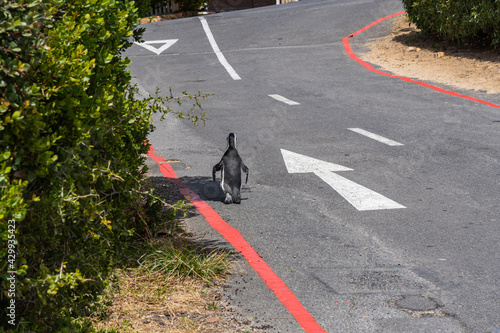 A penguin walking on the street at boulders beach South Africa