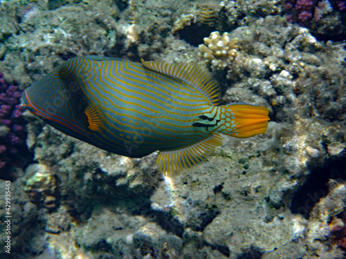 Orangestreifen-Drückerfisch