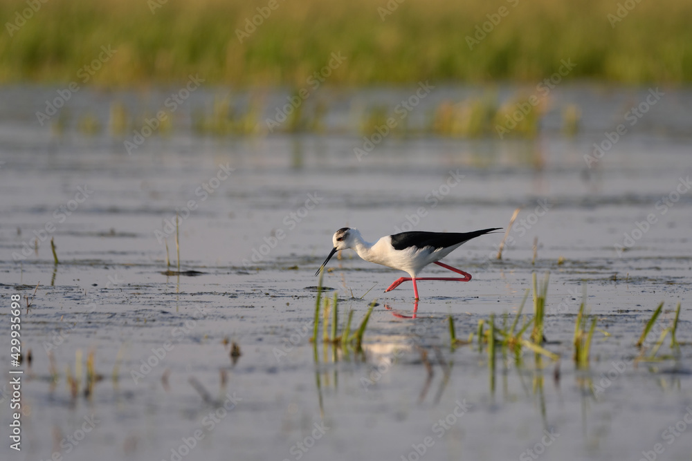 Black-winged stilt - himantopus himantopus wading in the water, red legs black and white wader Black-winged stilt - himantopus himantopus wading in the water, red legs black and white wader