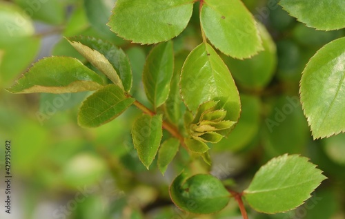 Wallpaper Mural Spring roses leaves Torontodigital.ca