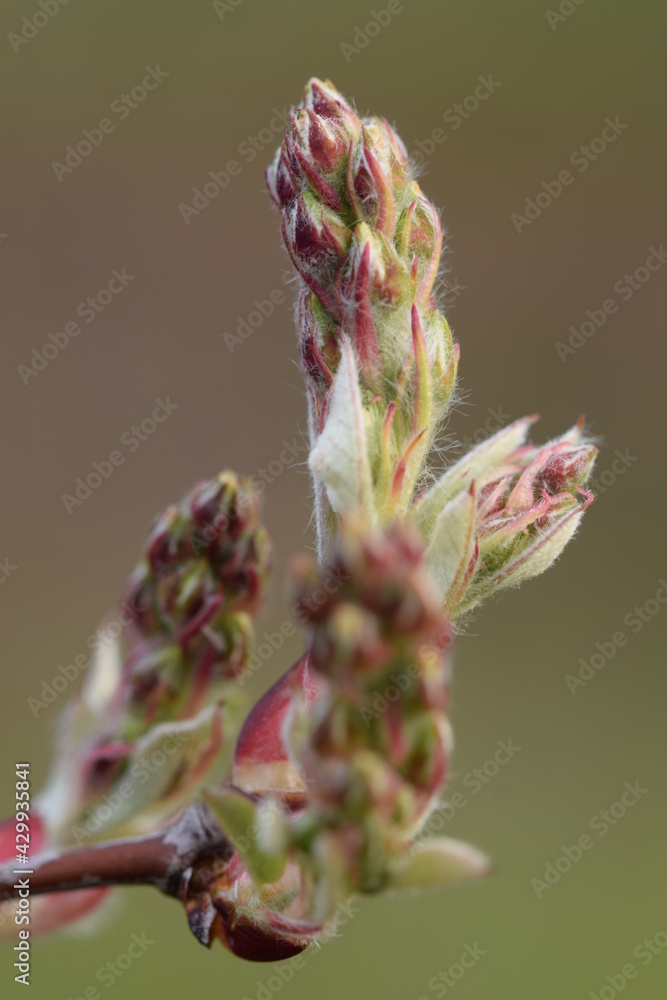 Fototapeta premium Amelanchier spring buds macro 