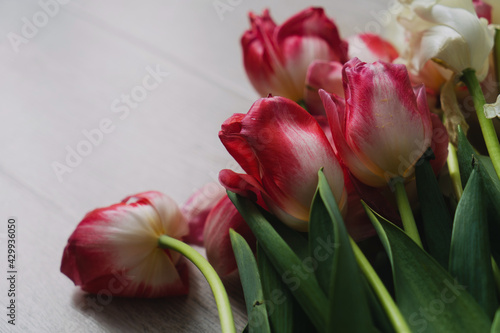 Tulips are white, red, yellow, wilted after the holiday. Copyspace.