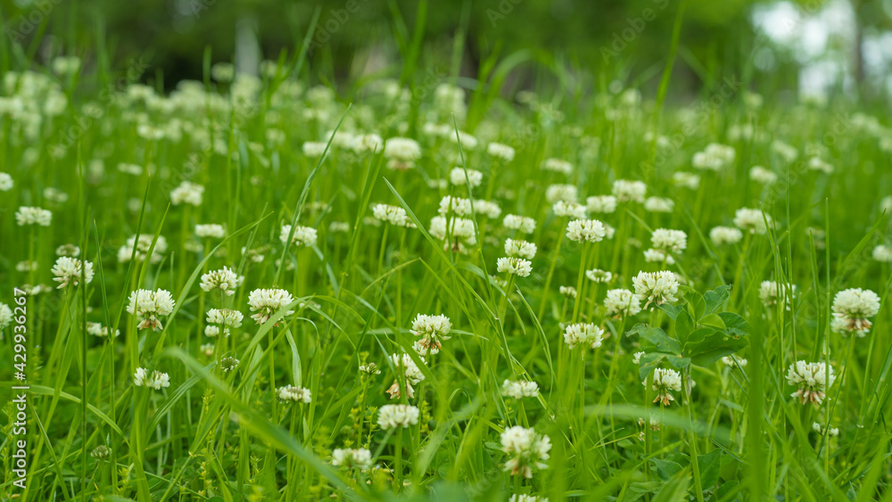 Meadow with many white clovers Meadow with many white clovers