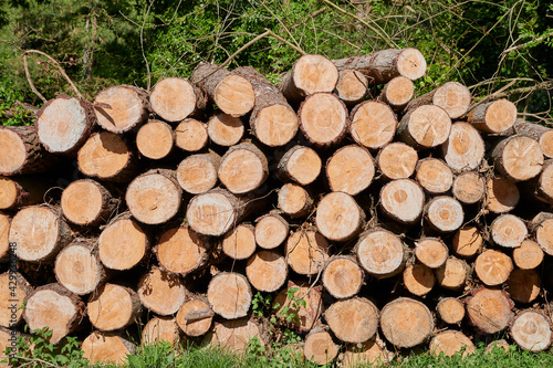 Stacked pine logs against green vegetation on a beautiful day of spring