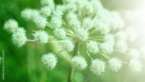 Angelica plan, umbelliferae  bloom photo