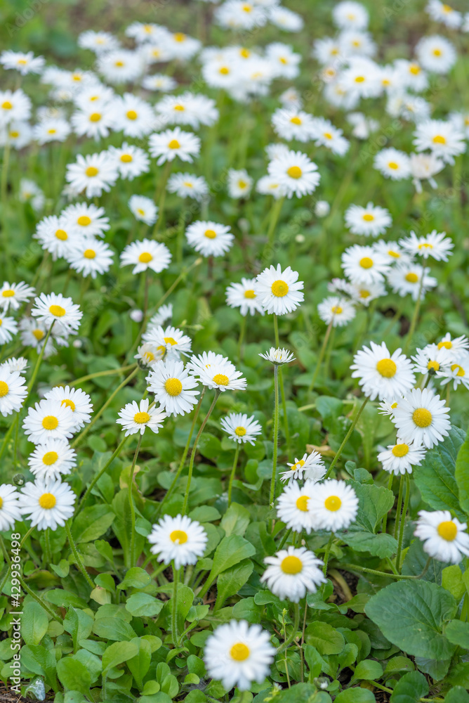 Fototapeta premium Chamomile flowers in a green meadow on a the sunny summer day. white bunch of white flowers on green background in shadow.