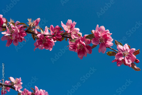 Принти на полотні morello cherry branch with red flowers on blue sky