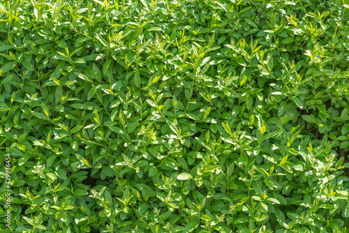 Green wall of small leaves in a sunny day as background