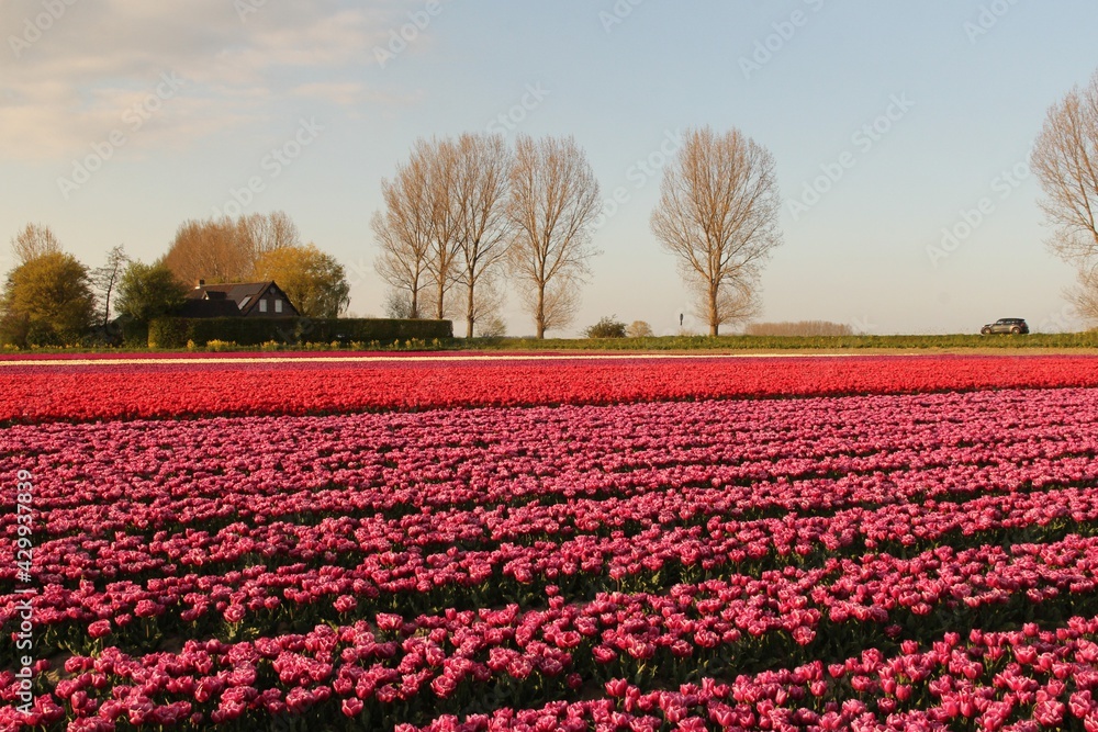 a beautiful tulip field in the dutch countryside in zeeland with purple peony tulips and red tulips and a farm and trees in the background at a sunny evening a beautiful tulip field in the dutch countryside in zeeland with purple peony tulips and red tulips and a farm and trees in the background at a sunny evening