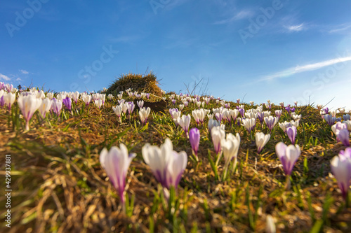 Allgäu - Krokusse - Frühling - Alpen - Blühen photo