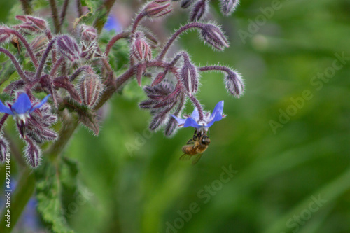 Fototapeta Naklejka Na Ścianę i Meble -  Close up of Borago officinalis, also known as a starflower, is an annual herb, It is native to the Mediterranean region,It has long been part of the human diet ,Beverage and used to flavour