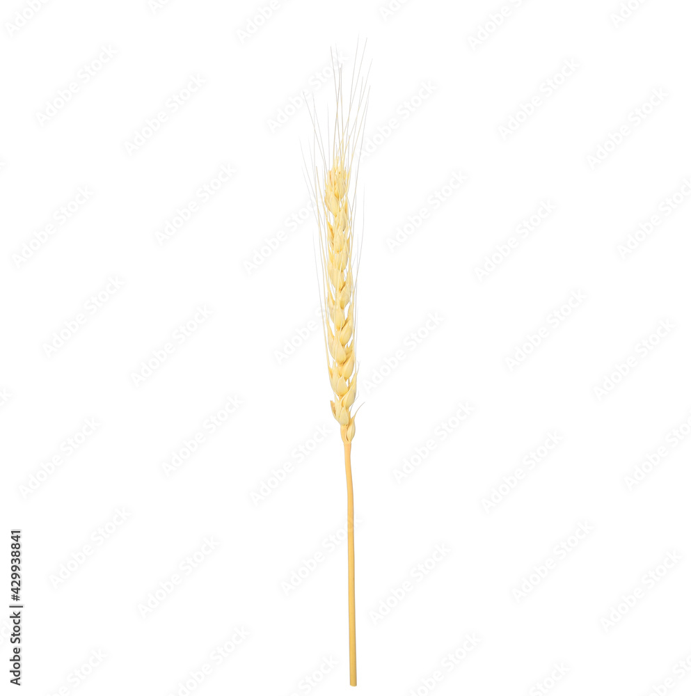 Single barley ear isolated on white background Single barley ear isolated on white background