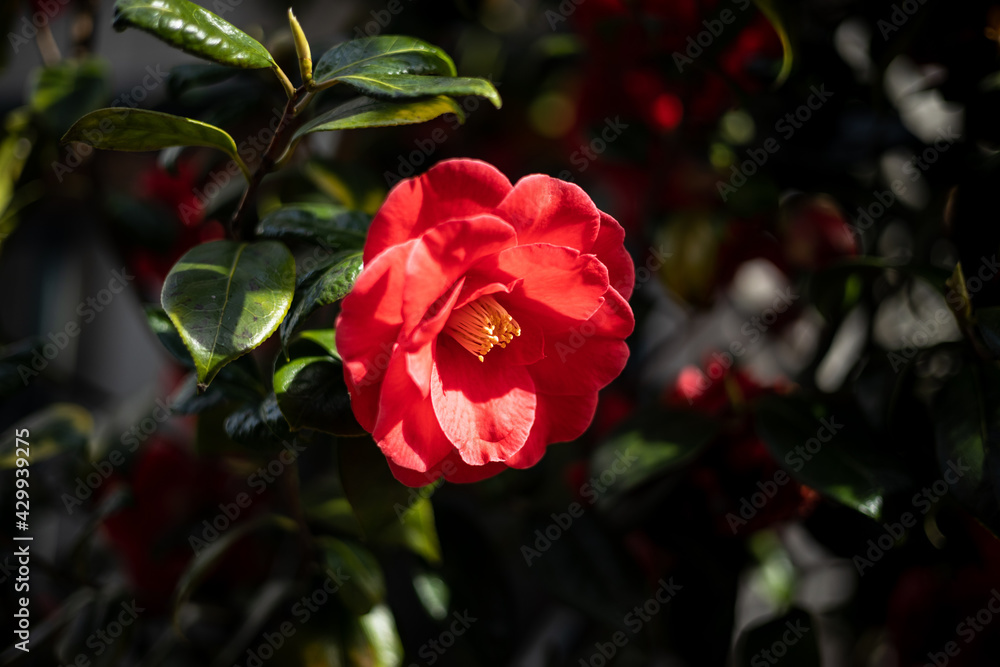 Obraz premium Gouda, South Holland/The Netherlands - April 24 2021: Red special rose in full sunlight on a dark green rose bush shot with a shallow depth of field