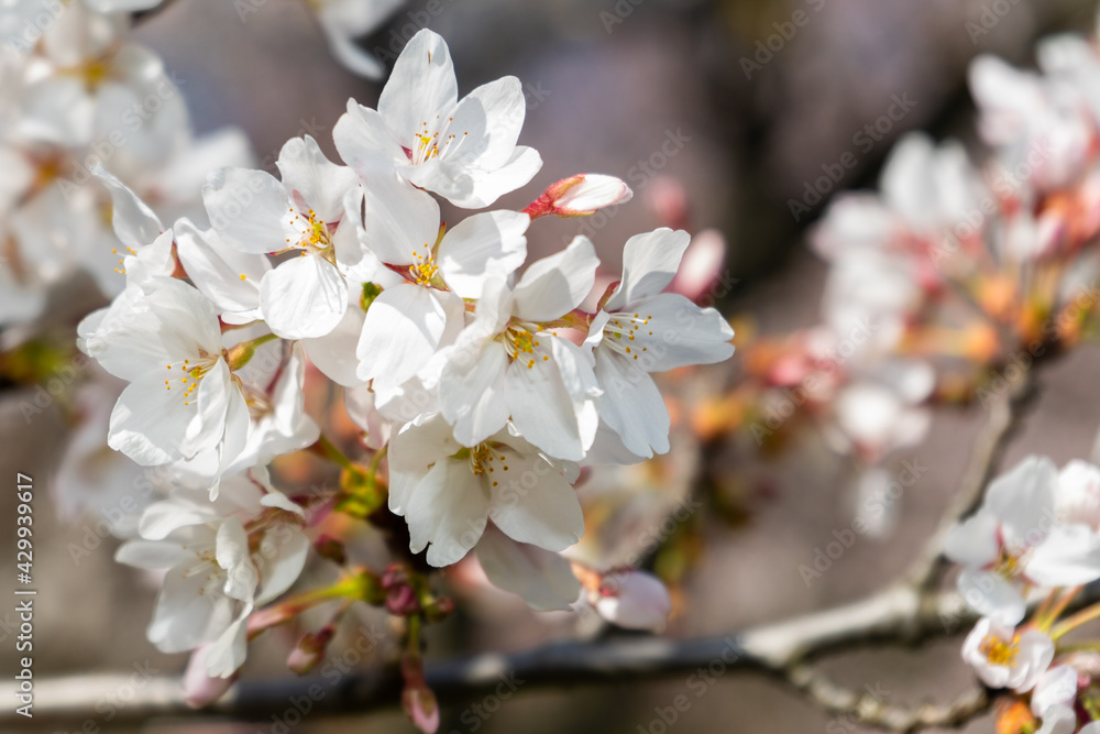 Fototapeta premium tree blossom